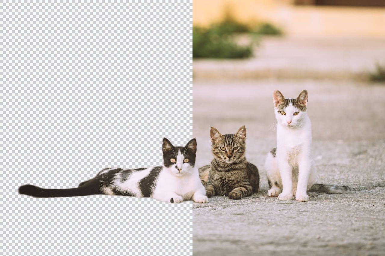https://www.pexels.com/photo/rue-mignon-chats-chaussee-18110326/ Remove background from animal photos—free pet image background eraser for dogs and cats