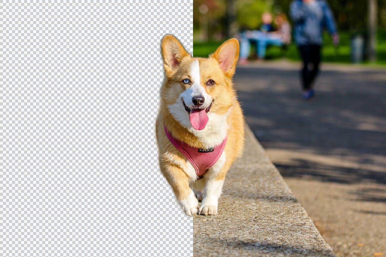 dog photo by muhannad alatawi@pexels.com/ Easy pet image background remover—delete animal photo backgrounds online